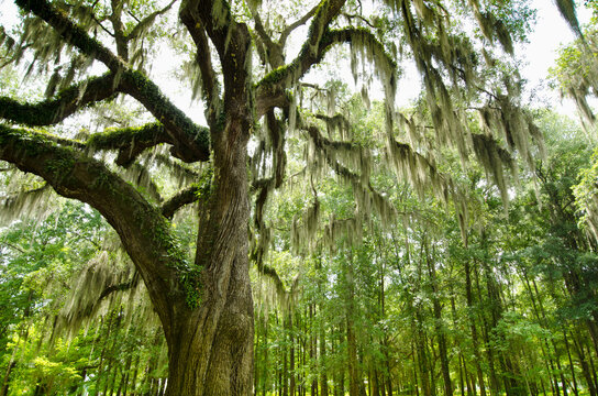 Spanish Moss on a Southern Live Oak tree, Charleston, SC, USA