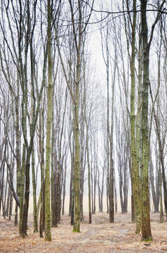 Stand of Maple and Ash Trees in Winter