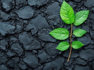 Social media campaigns mobilizing environmental activism focus on, dynamic, manipulation, outdoor event backdrop