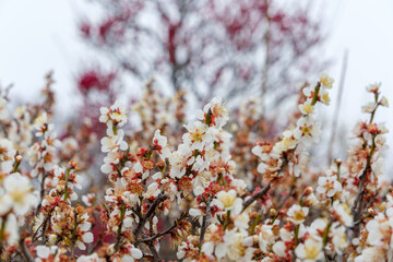 春を告げる白梅の花
