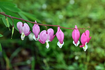 Rot-wei&szlig;e Bl&uuml;ten eines Tr&auml;nenden Herzens