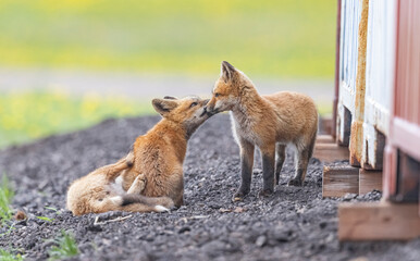 Red fox kits