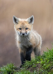 Red fox kits