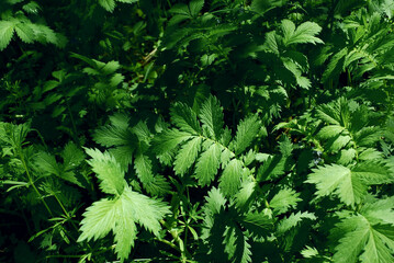 green velvety leaves of the Agrimonia procera plant of the Rosaceae family in the wild nature of the spring forest