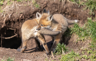 Red fox kits