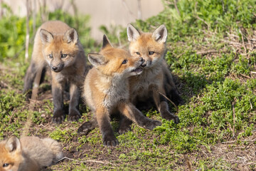 Red fox kits