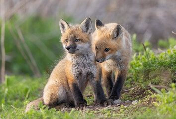 Red fox kits