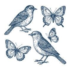 Hand drawn illustration of birds and butterfly- Vector, JEPG, PNG