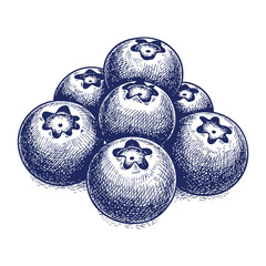 Hand drawn illustration of a bunch of blueberries- Vector, JEPG, PNG