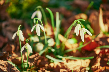 snowdrops in the forest