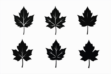 set of sycamore leaf silhouette vector illustration