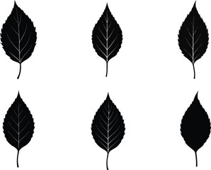 Obraz premium set of birch leaf silhouette vector illustration