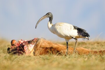SACRED IBIS  (Threskiornis aethiopicus) 