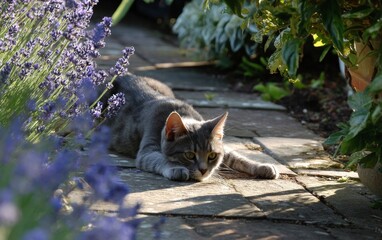 Grey Cat Resting on Sunlit Stone Path Among Lavender