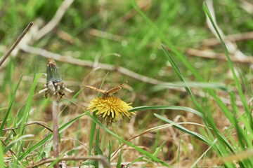 dragonfly on a yellow flower