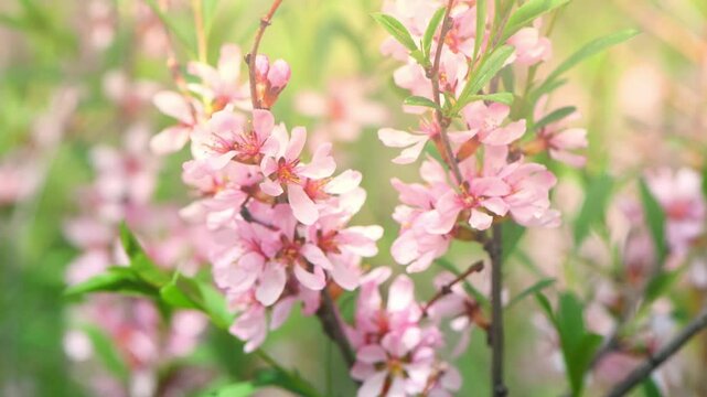 Beautiful pink almond and sakura flowers adorn the branch, heralding the arrival of spring with their delicate petals and bright color on a soft green background.
