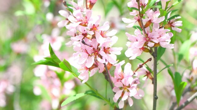 Beautiful pink almond and sakura flowers adorn the branch, heralding the arrival of spring with their delicate petals and bright color on a soft green background.