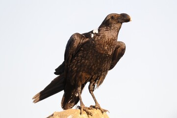 WHITE-NECKED RAVEN (Corvus albicollis)  