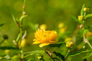春の庭で咲き誇る八重山吹の鮮やかな花