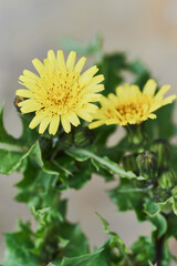 yellow flowers in the garden