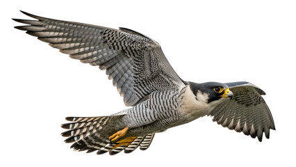 Peregrine Falcon, Kestrel