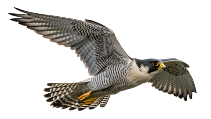 Peregrine Falcon, Kestrel