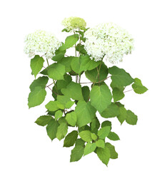 アジサイ　品種アナベル6月撮影