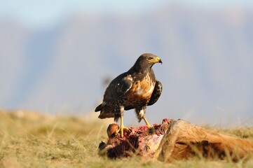 JACKAL BUZZARD  (Buteo rufofuscus) scavenging off a carcass , kwazulu natal, south africa
