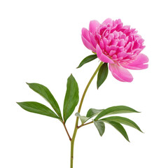 Single pink peony flower stem isolated on transparent background