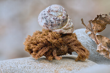 sea ​​snails and algae