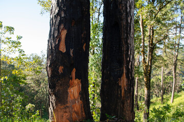 Burning trees in the forest