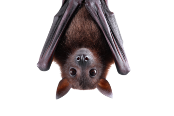 Upsidedown fruit bat portrait with brown fur and large eyes on a transparent background vector Concept of nocturnal wildlife, Halloween, and Chiroptera
