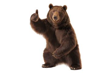 Brown bear standing on hind legs giving a thumbs up on a transparent background vector Concept of approval, success, and wildlife