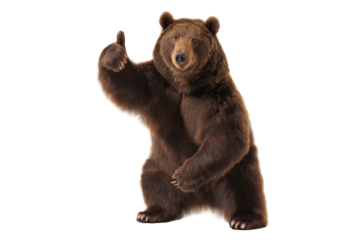 Brown bear standing on hind legs giving a thumbs up on a transparent background vector Concept of approval, success, and wildlife