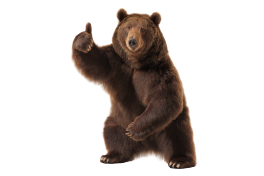 Brown bear standing on hind legs giving a thumbs up on a transparent background vector Concept of approval, success, and wildlife