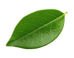 Obraz premium green leaf isolated on white