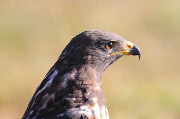 JACKAL BUZZARD  (Buteo rufofuscus)  kwazulu natal, south africa
