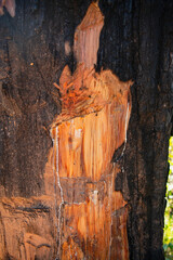 Burning trees in the forest