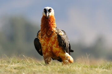 BEARDED VULTURE (Gypaetus barbatus) largest of the old world vultures with a wingspan up to 9 feet. 