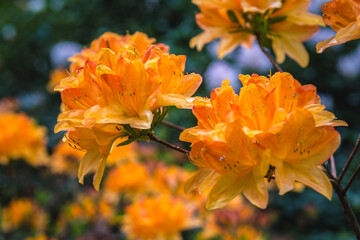 Orange rhododendrons in full bloom the garden
