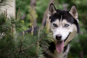 A beautiful blue-eyed dog among the pines. Siberian Husky, portrait