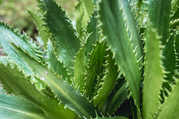 Agave Leaved Sea Holly plant - Eryngium bromeliifolium