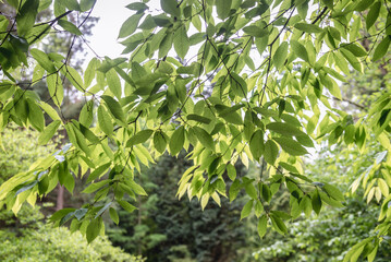 Green fresh leaves of hornbeam maple tree