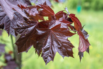 Close up on a leaves of Emerald Queen Maple - Acer platanoides var Royal Red