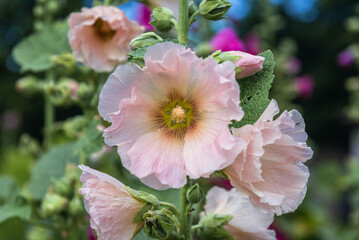 Blooming hollyhock flowers in garden during summer in Poland