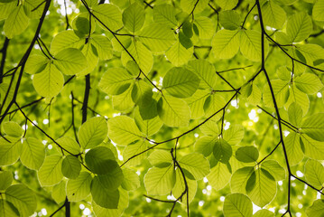 Fresh green leaves of European beech also called common beech tree