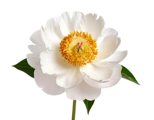 white dahlia isolated on white