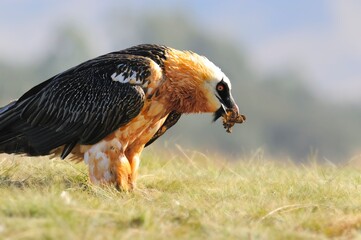 BEARDED VULTURE (Gypaetus barbatus) largest of the old world vultures with a wingspan up to 9 feet. 