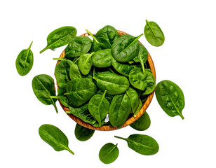 fresh green leaves of basil