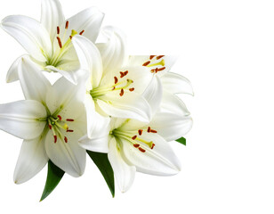 white flowers on white background